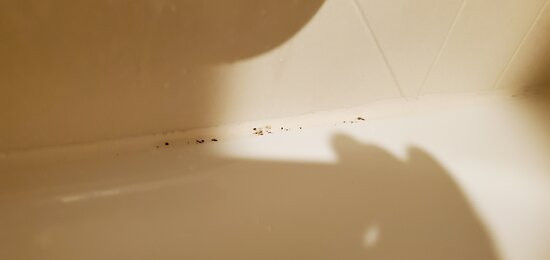 弗里波特快捷假日&套房酒店主图