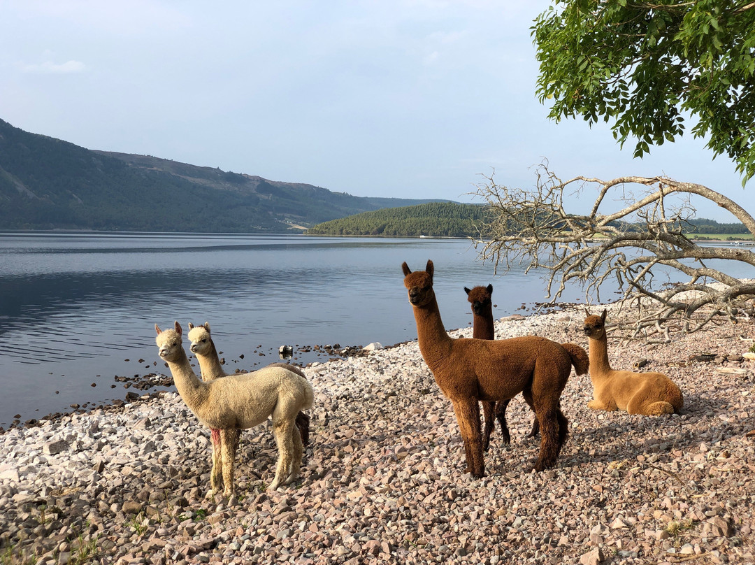 Loch Ness Alpacas景点图片