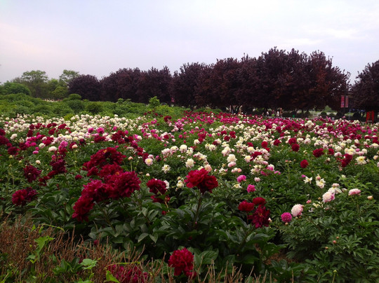 曹县旅游攻略图片