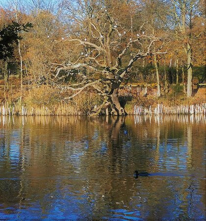 Danbury Country Park景点图片