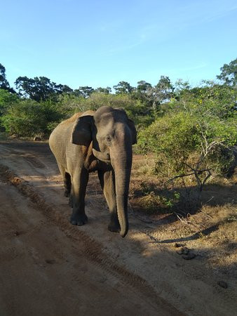 Lanka tours & transfers景点图片