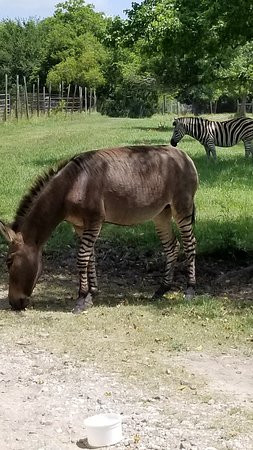 Bayou Wildlife Zoo-Alvin必去景点