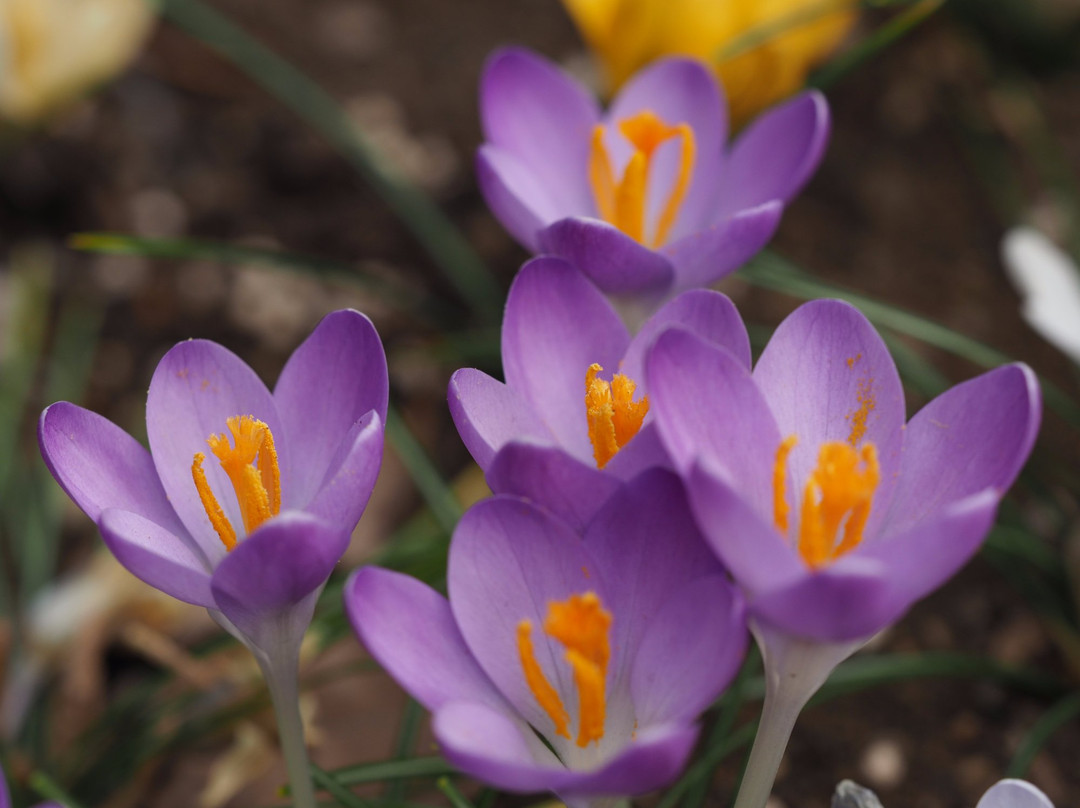 Akirudai Park-秋留野市必去景点