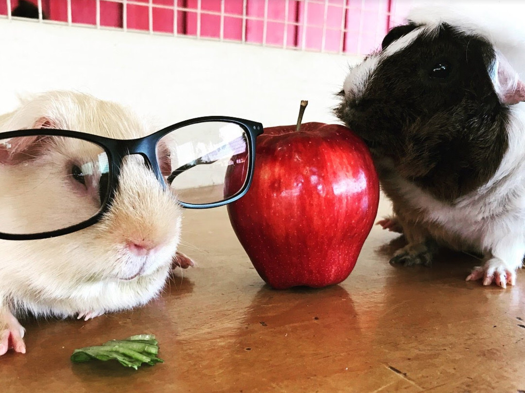 Zoomars at River Street Ranch