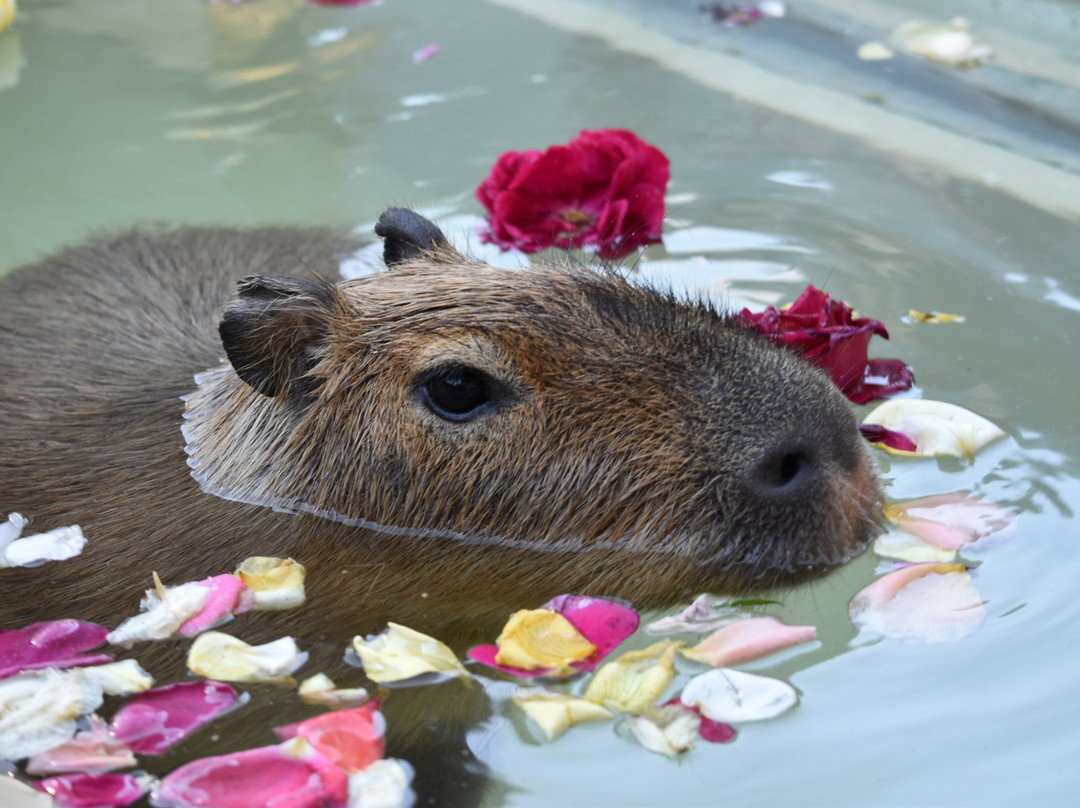 Chikozan Park Zoo-狭山市必去景点