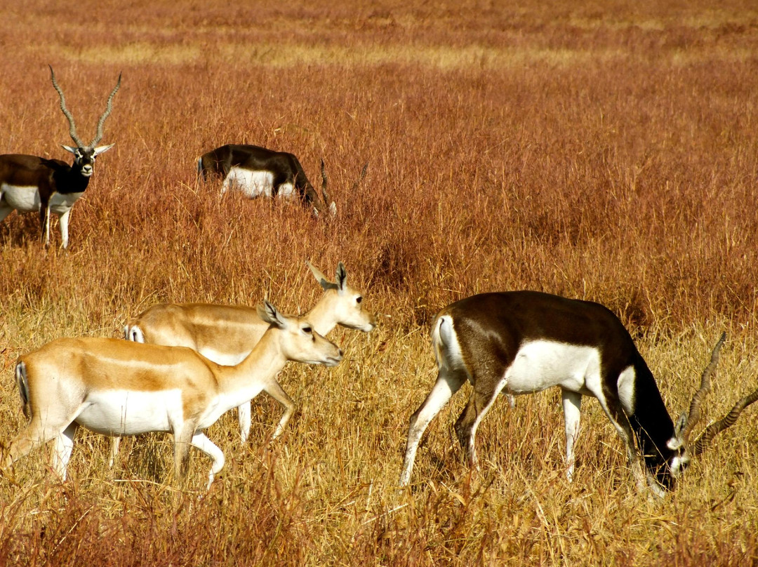 Velavadar Black Buck National Park景点图片