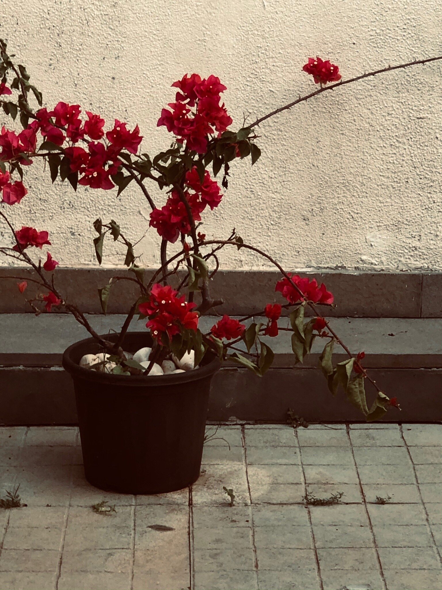 Arco Iris Boutique Homestay-官方