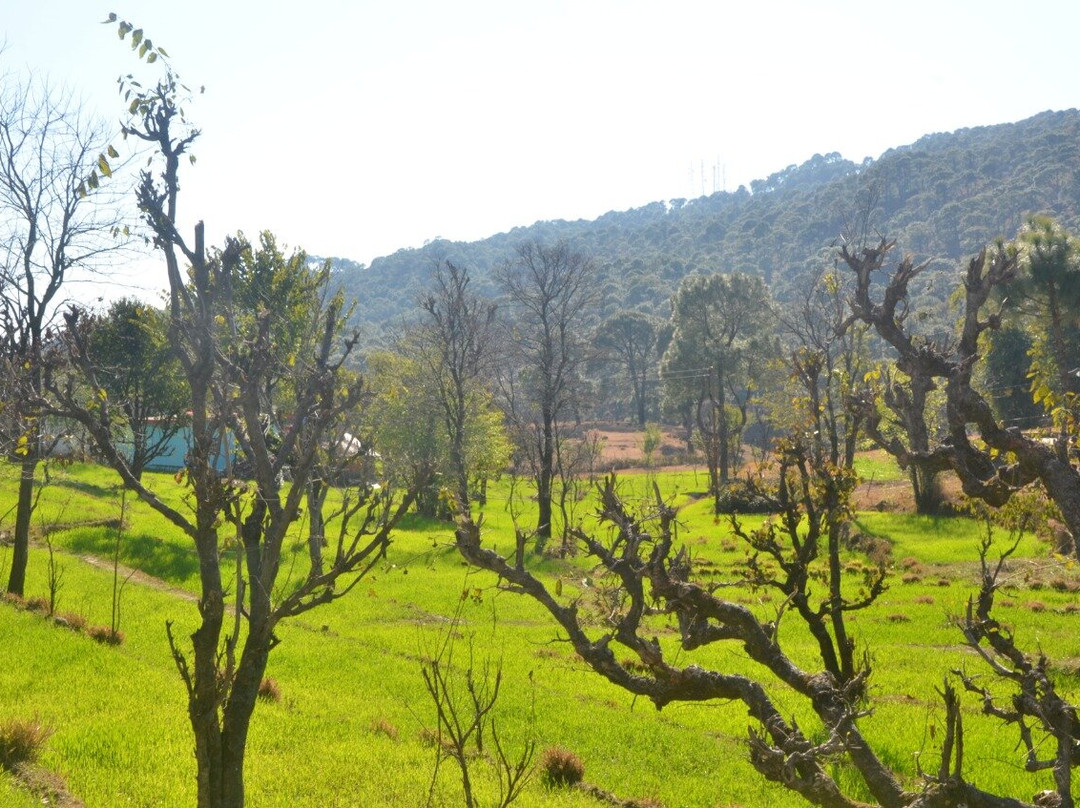 Royal Green Buds主图