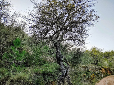 Minas Del Agua Y Del Cavall-Artana必去景点