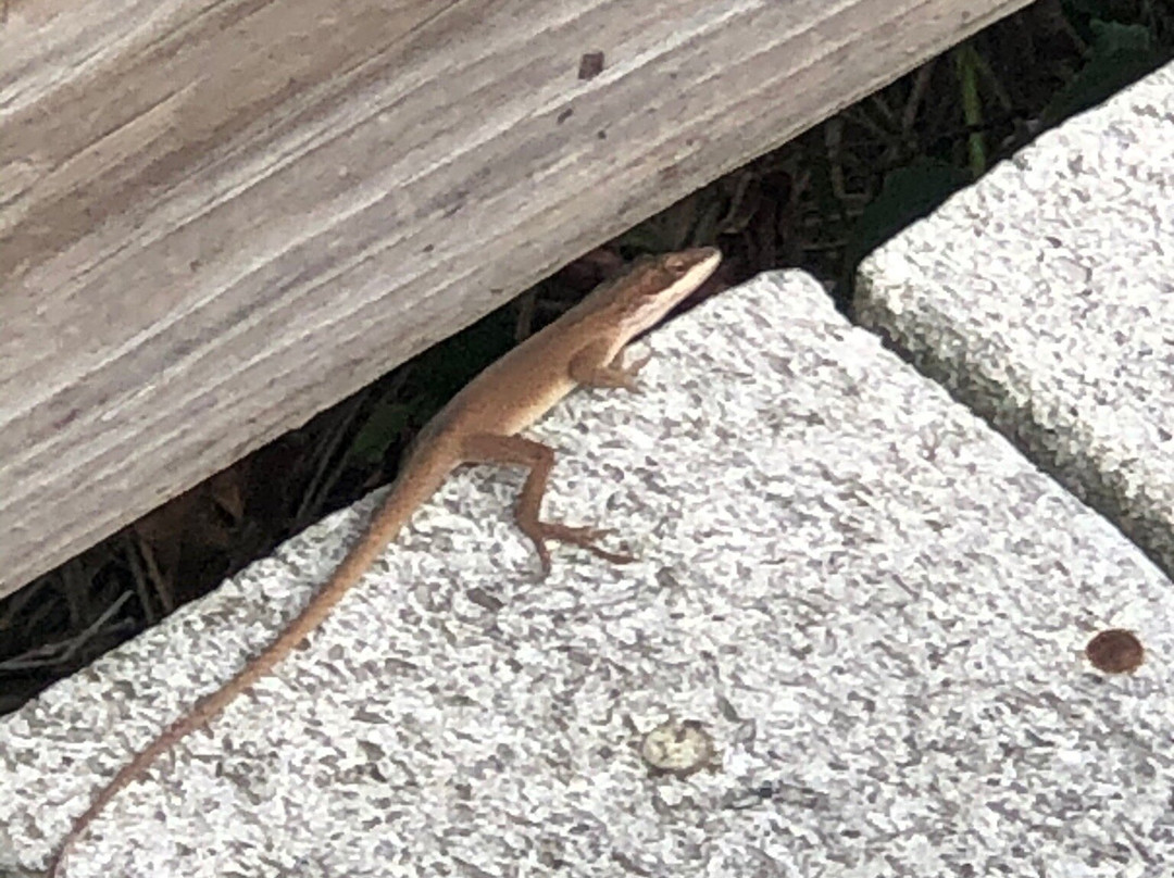 Laguna Madre Nature Trail景点图片