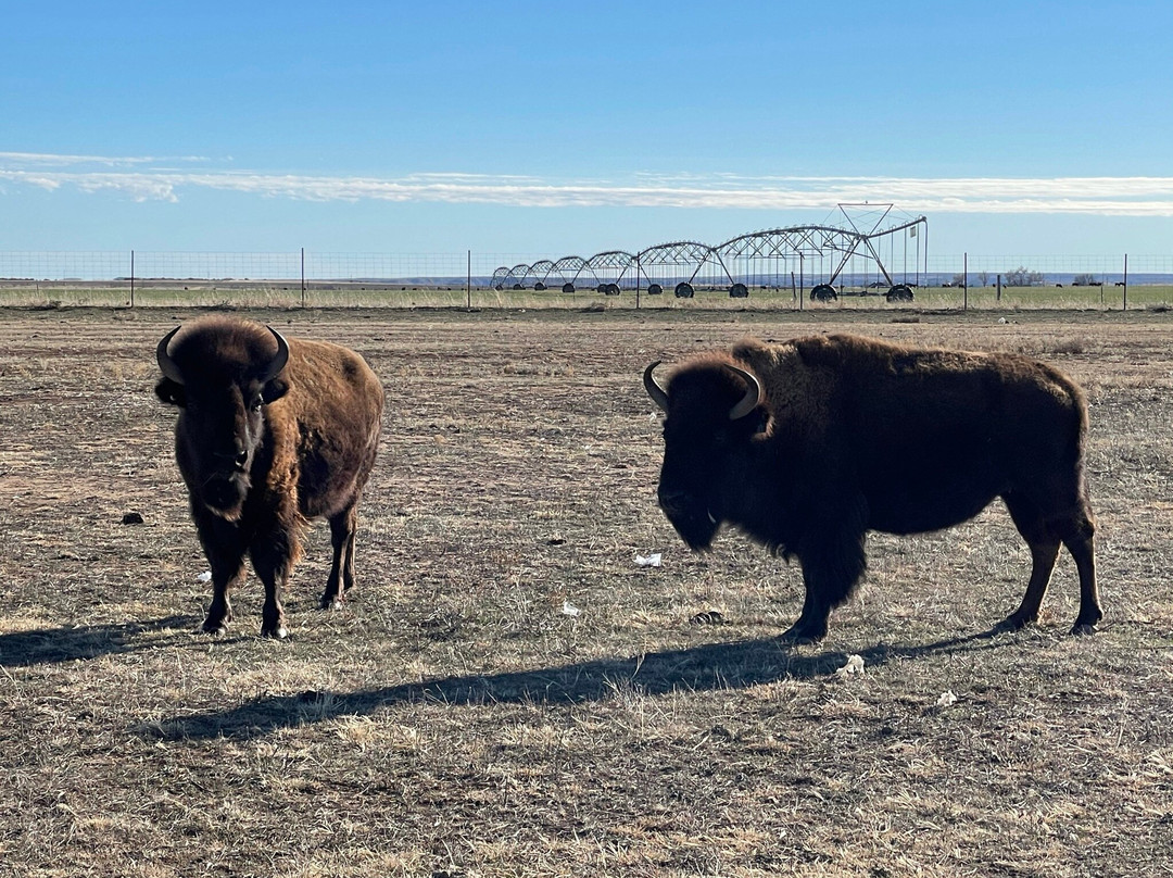 Buffalo Gold/Herd Wear Retail Store-Goodnight必去景点