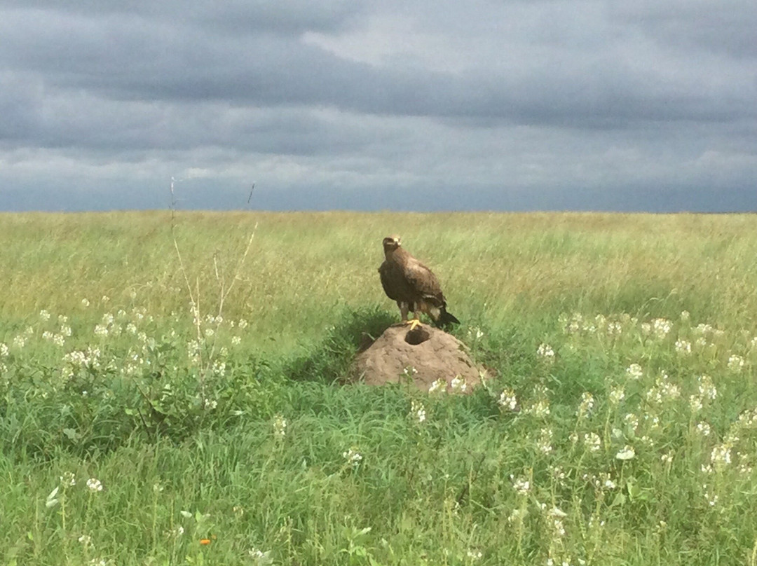 Godson Adventures Plains 2 Peaks-阿鲁沙必去景点