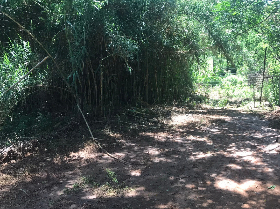 Lion Walk Safari-Brits必去景点