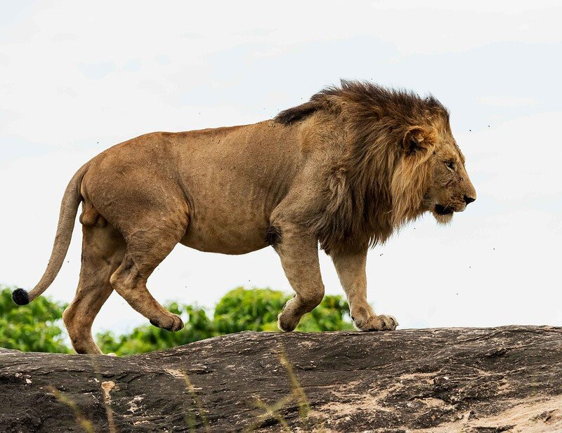 Great Nest Image Safaris Ltd-恩德培必去景点