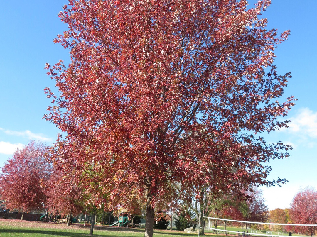 Elm Grove Village Park景点图片