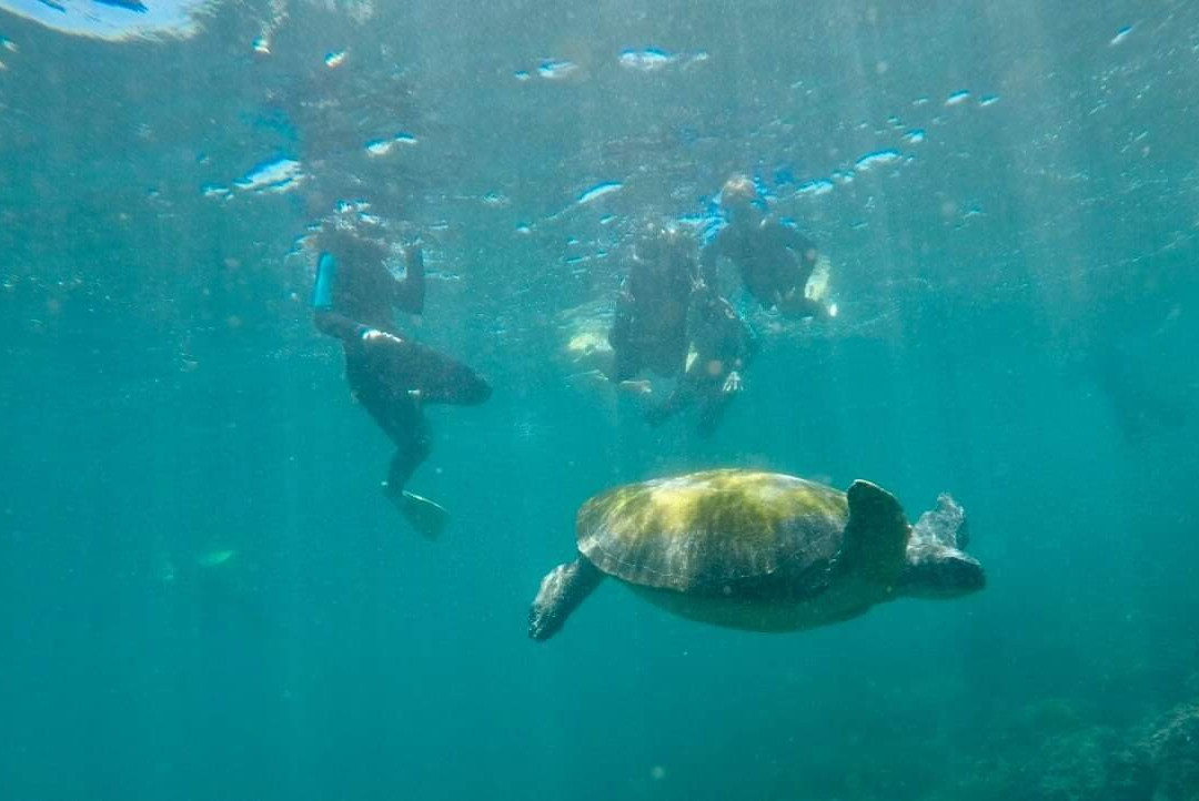 Cook Island Aquatic Reserve-Fingal Head必去景点