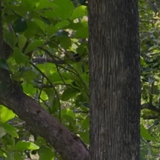 Alas Purwo National Park-巴纽旺宣必去景点