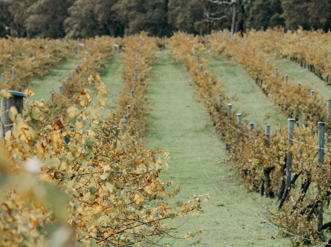 Marri Wood Park Biodynamic Vineyard & Cellar Door景点图片