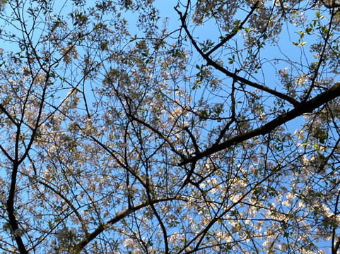 维多利亚广场-基督城必去景点