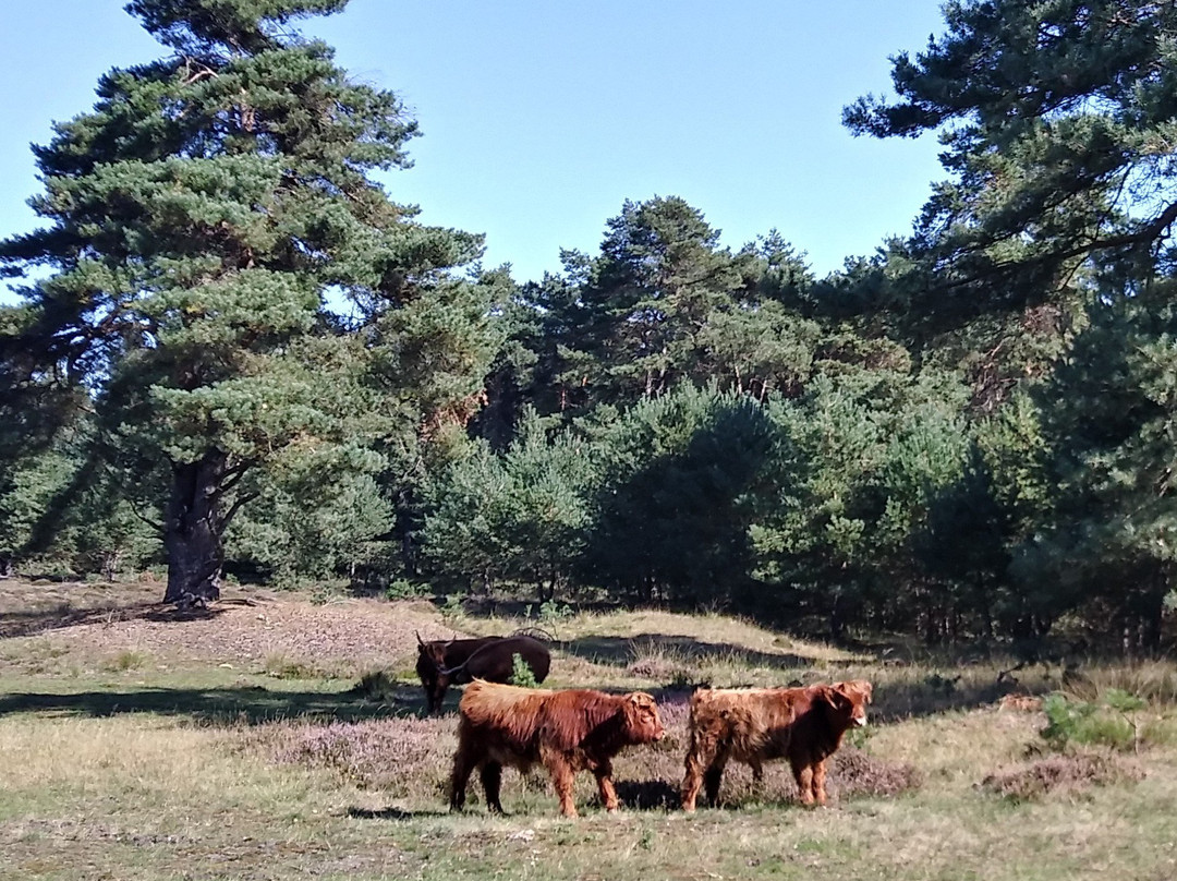 Hotel De Werelt Garderen主图