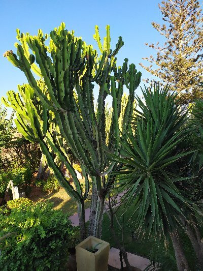 Oasis Beach Hotel主图