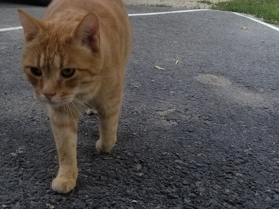 Botts Family Motel主图