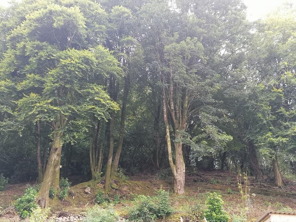 St Benet's Abbey主图