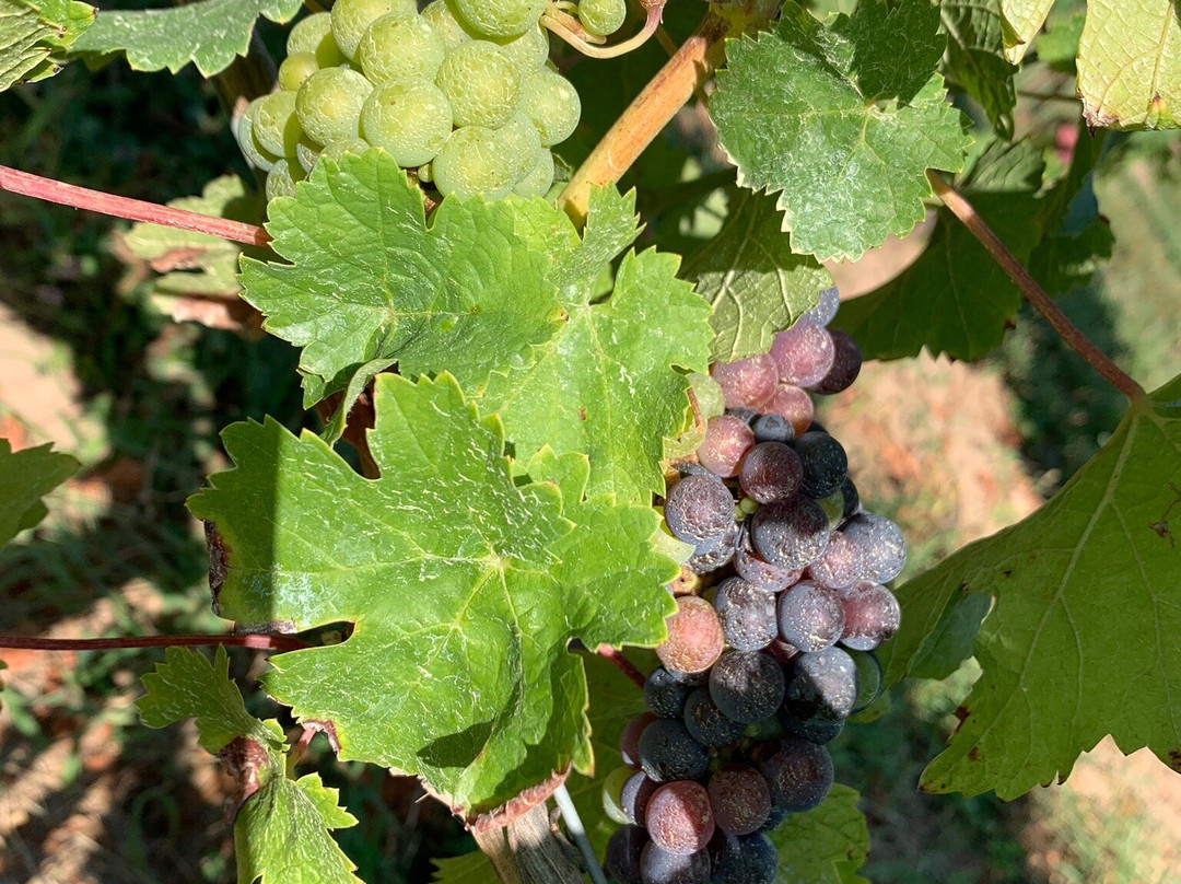 North 42 Degrees Estate Winery & Bistro 42-Harrow必去景点