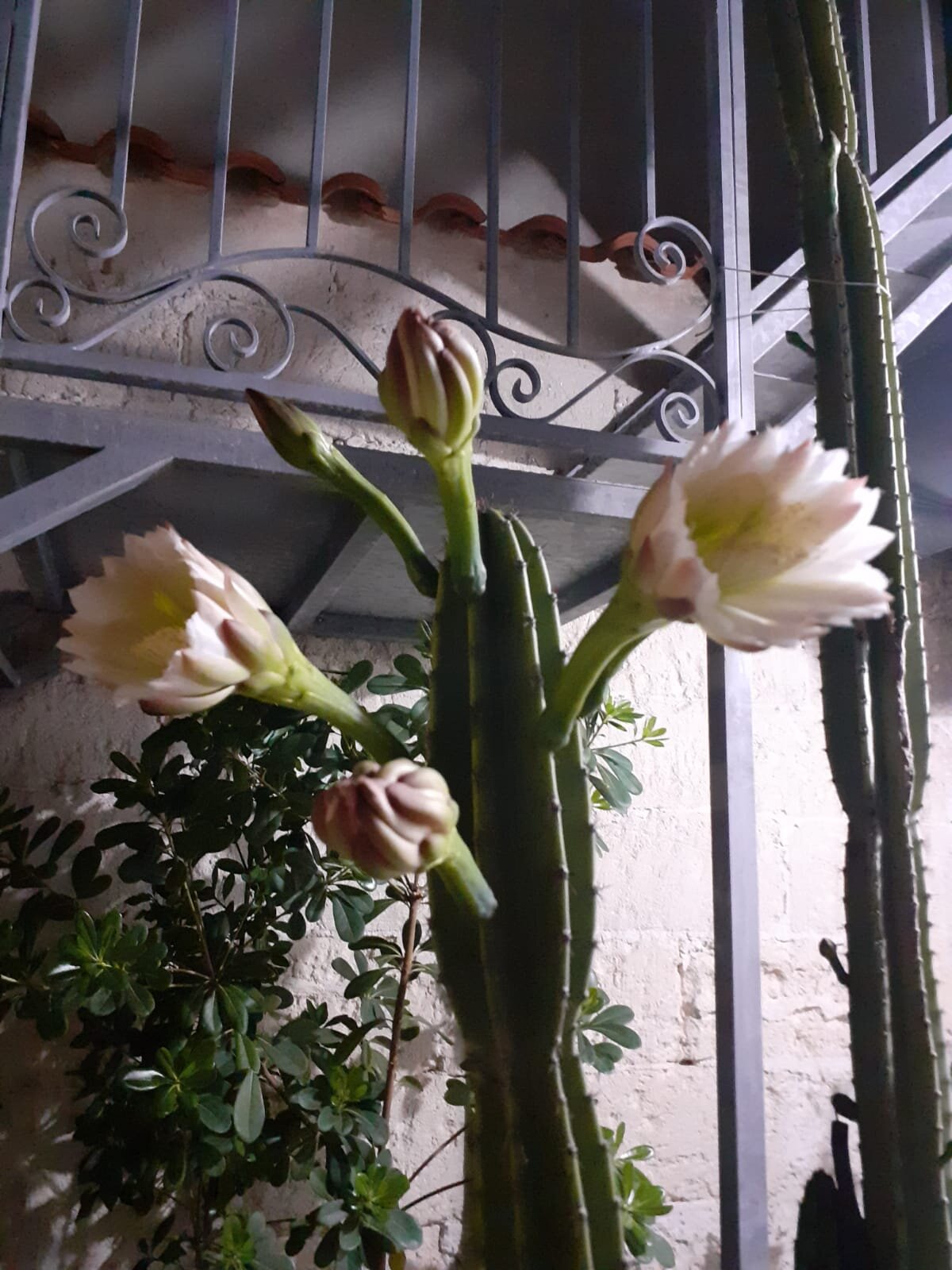 Dimora Il Cereus-酒店景观