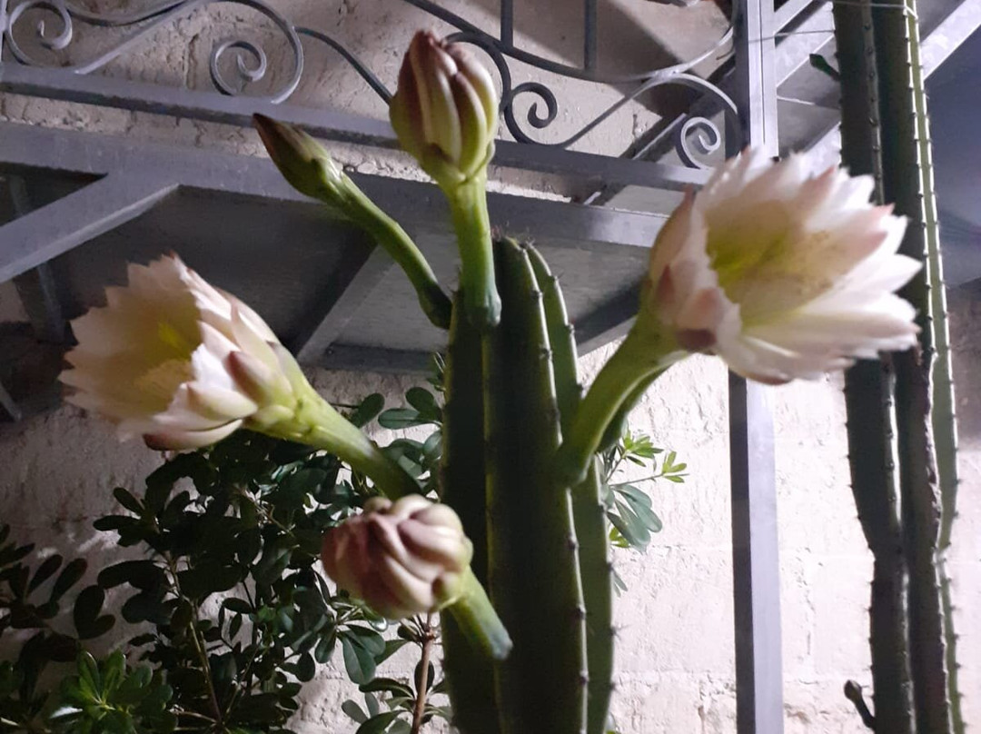 Dimora Il Cereus主图