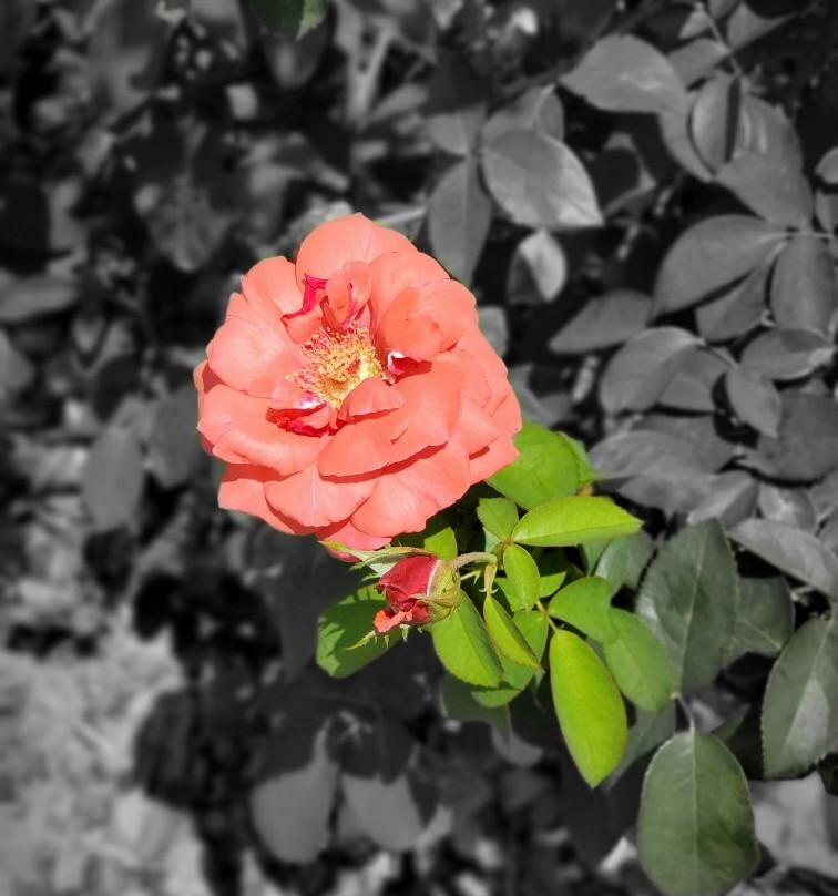Wilson Rose Garden景点图片