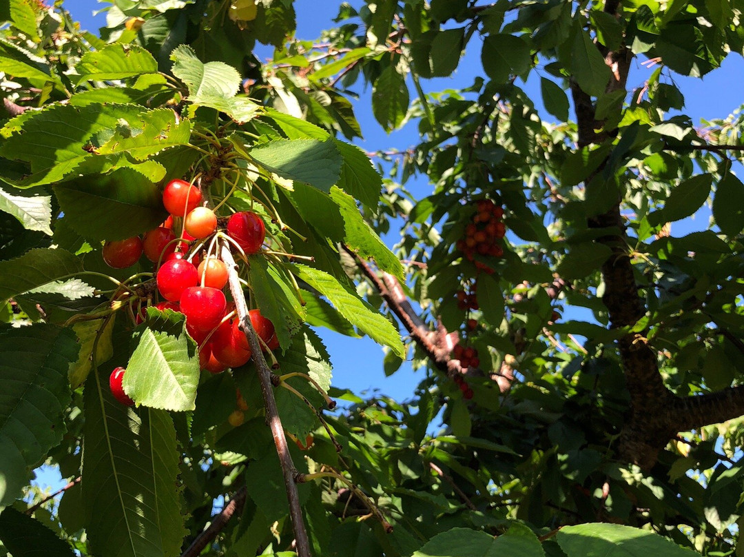 King Orchards景点图片