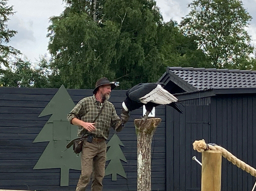 Silkeborg Rovfugleshow景点图片