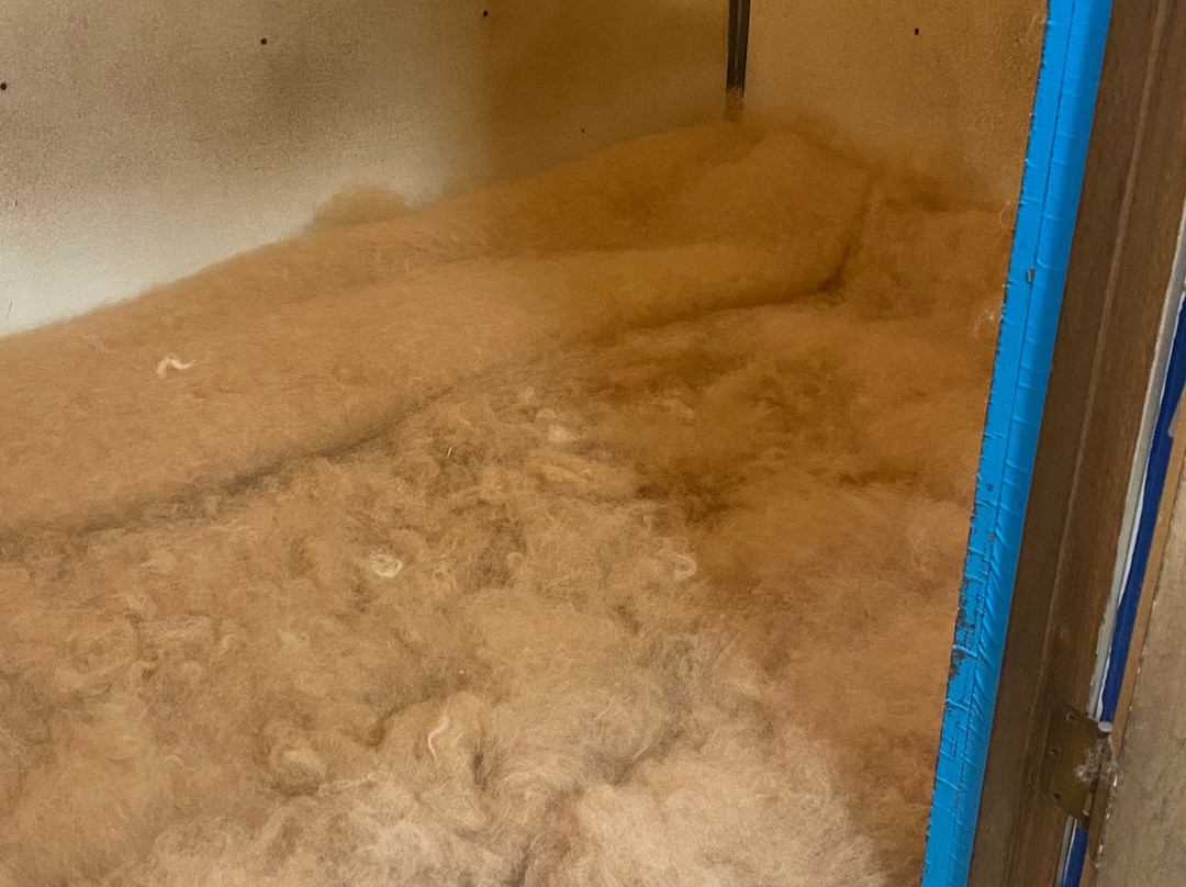 Suncrest Orchard Alpacas-Palisade必去景点