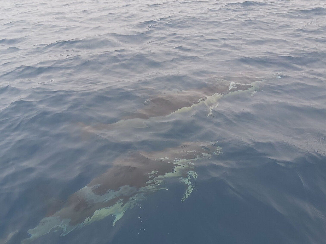 Ludyesfera-塞新布拉必去景点