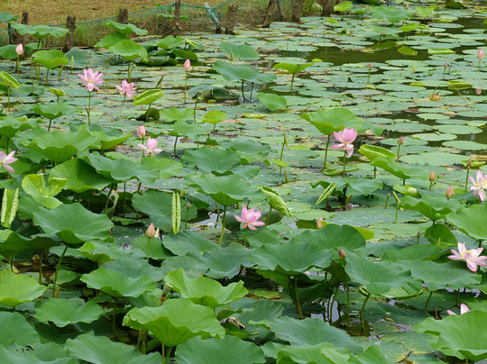 Lake Hakkaku-东金市必去景点