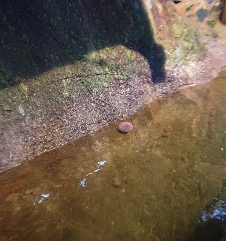 Hummerparken - Espevær