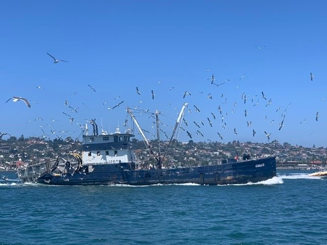 San Diego Sailing Experiences-圣地亚哥必去景点