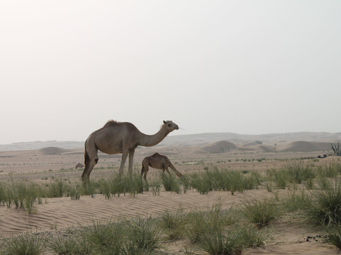 Hatta Swan Lake Bridge