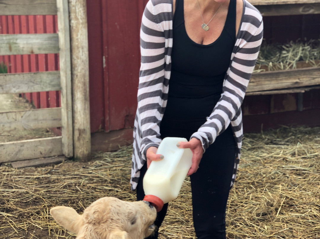 The Country Experience主图