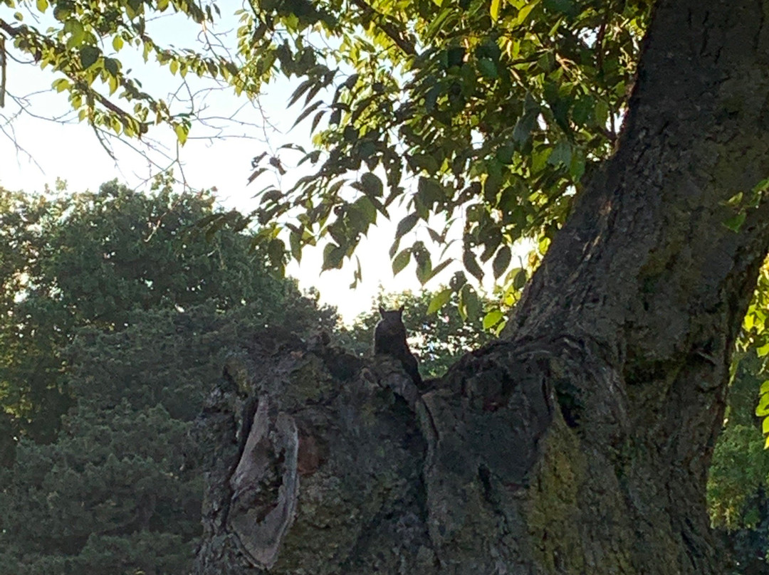 Gage Park-汉密尔顿必去景点