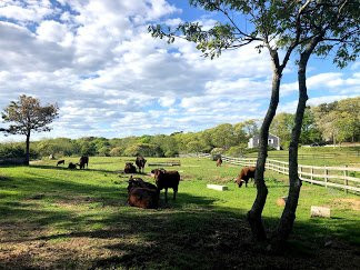 Menemsha Inn & Cottages主图