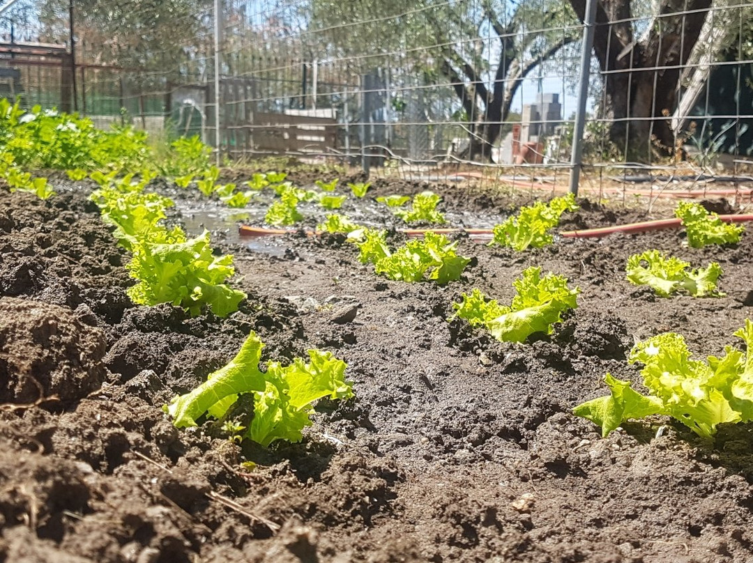 Elizabeth's House主图