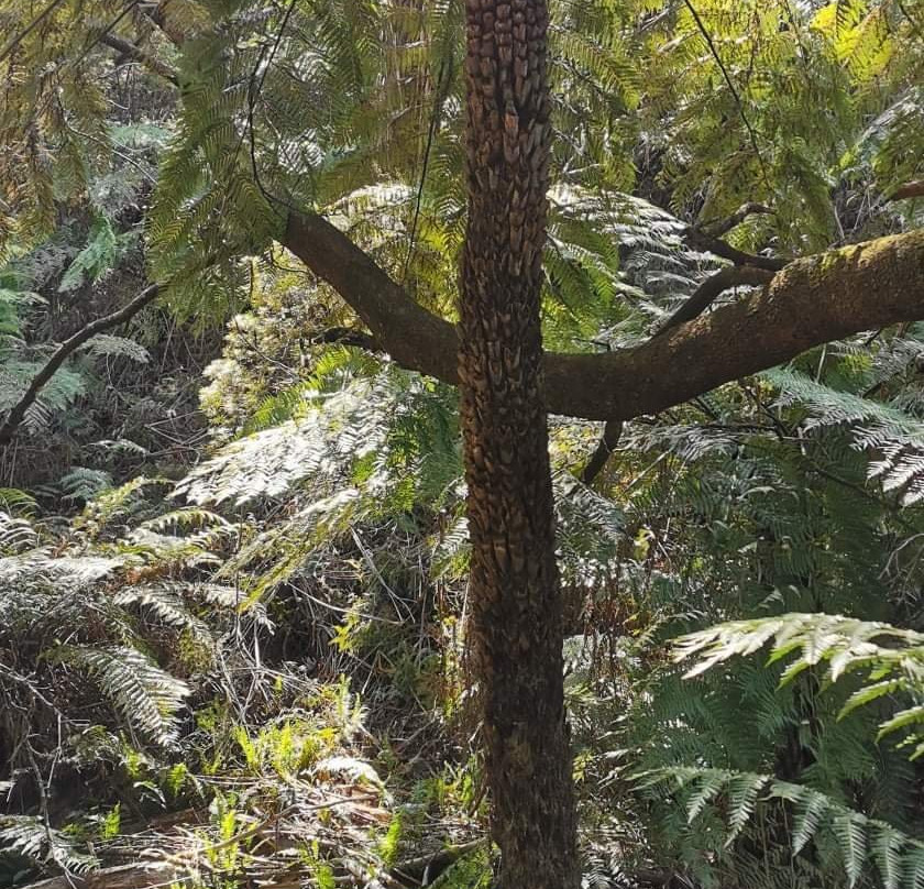 Leura Cascades景点图片