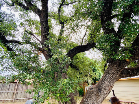 Brush Country Lodge主图