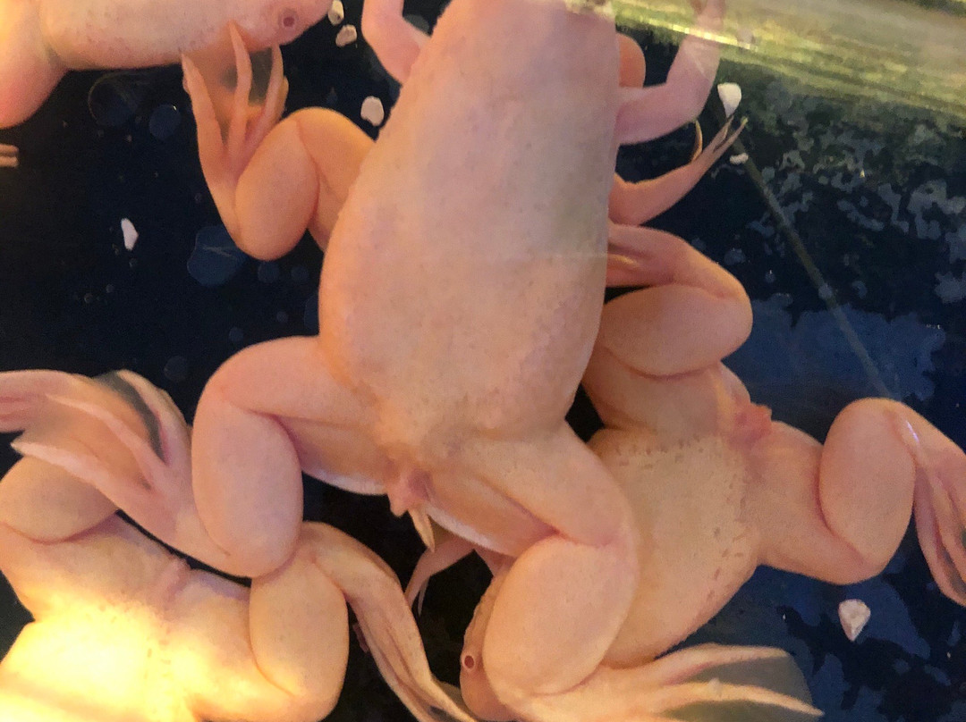 Acuario del Bajio-利昂必去景点