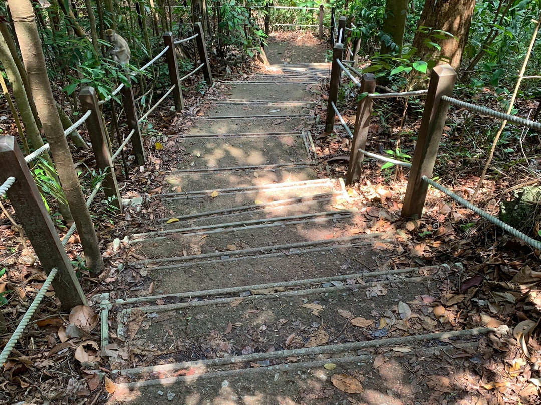 武吉知马自然保护区景点图片