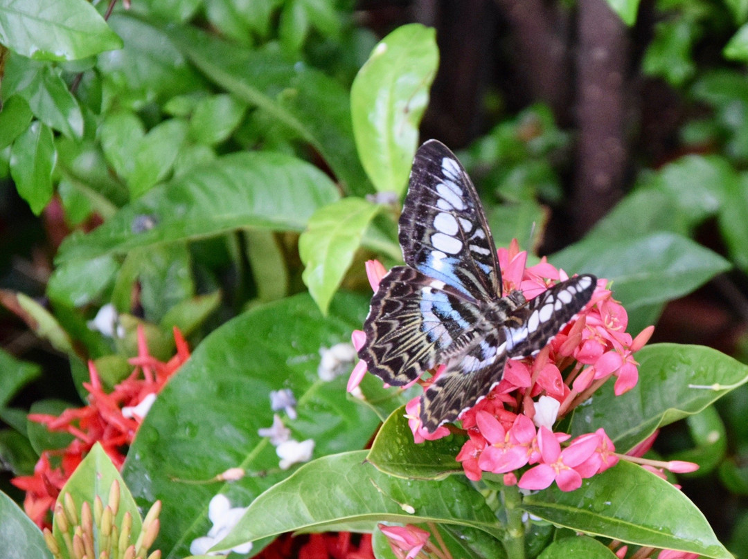 Butterfly Garden景点图片