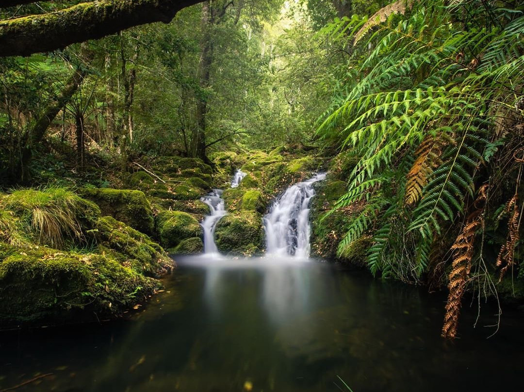 Barrington Tops National Park景点图片