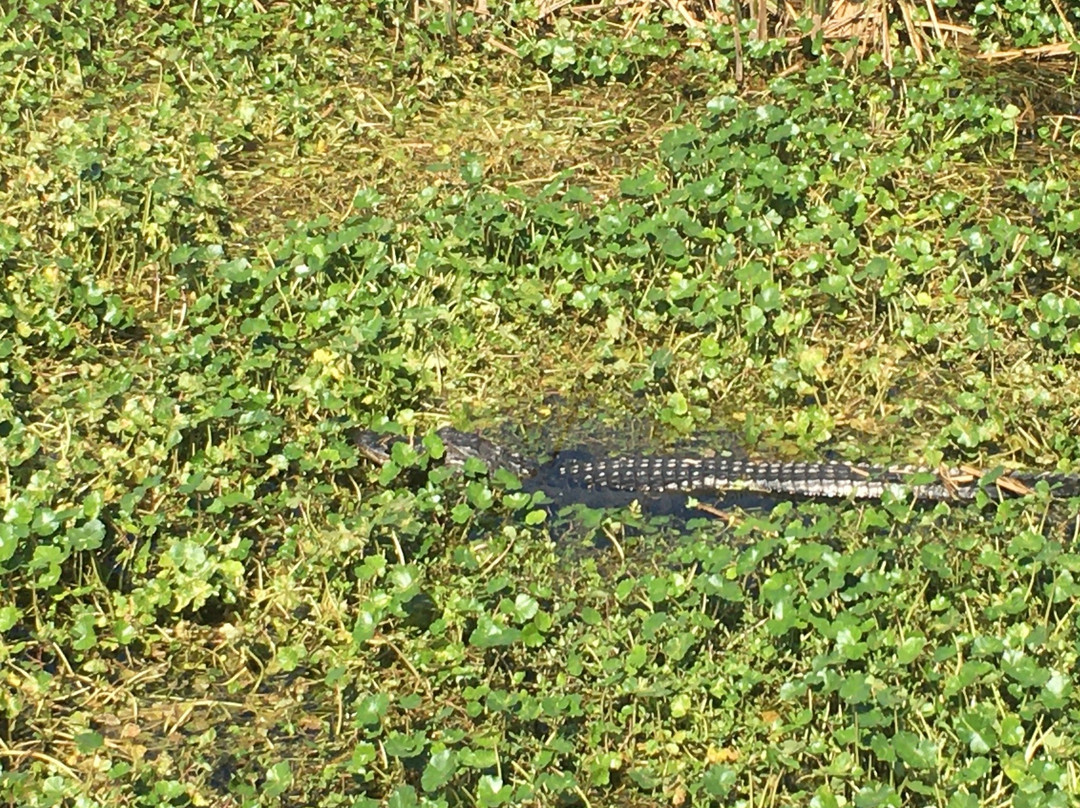 Sweetwater Wetlands Park景点图片